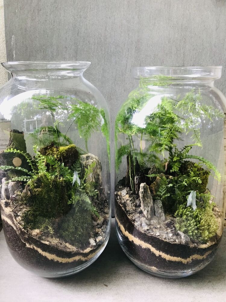 Флорариумы: Уникальное Природное Убежище в Вашем Дома