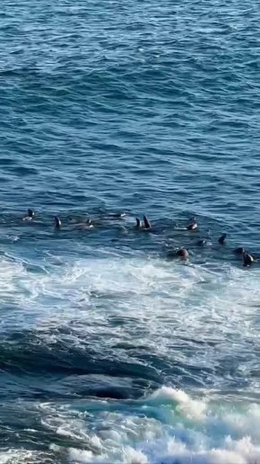 ����� ������� ��������� ������������ ������� �� ��������