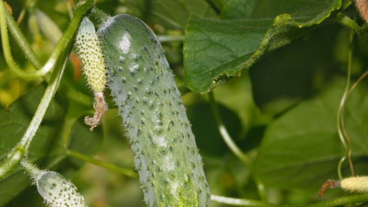 ��� ������� ��������� ����� ������� ��� �������