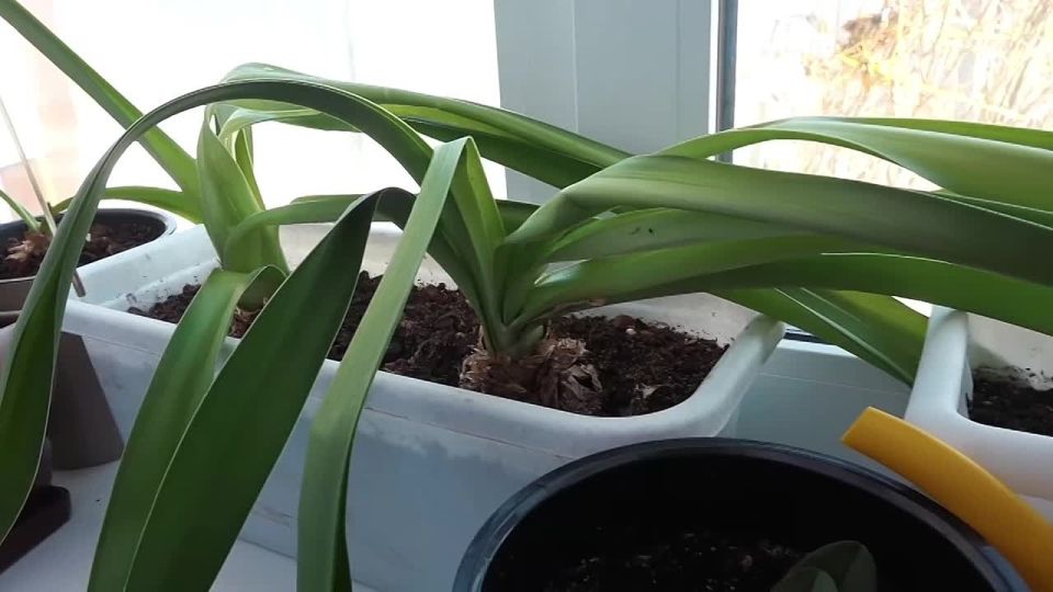 ������ ��������: ����� ������� �������� �� ������������ ������� ��������