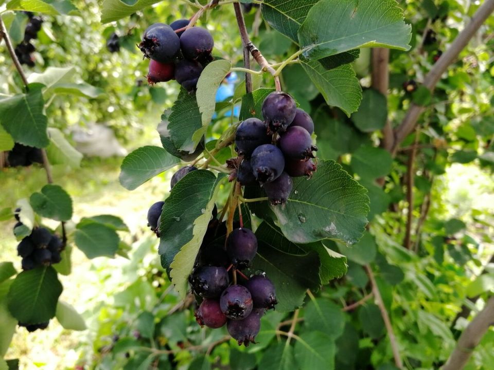 ����: ����������� ����� � ������� �� ������ ����