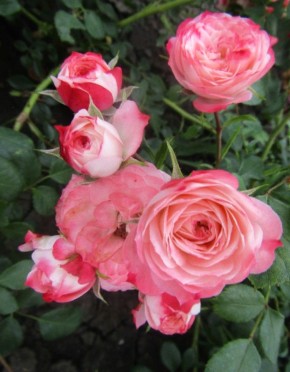 Слепые побеги роз: причины, последствия и методы борьбы