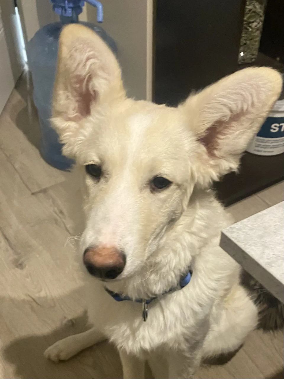 Собака пропала в центре Южно-Сахалинска