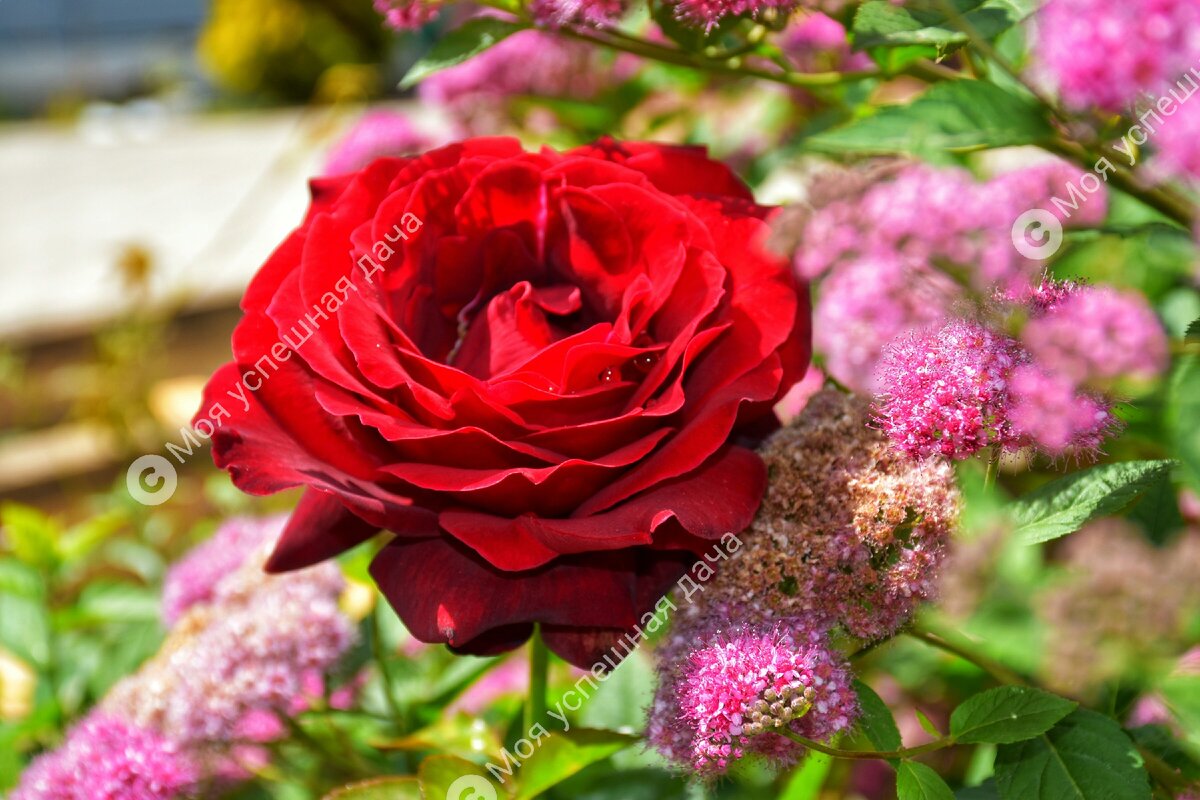 Как правильно подкармливать розы для красивого и долгого цветения