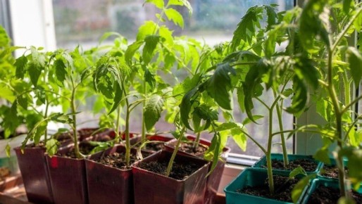 ������ �������� ��������� �� ���� 2026: � ����� ��� ������ �������