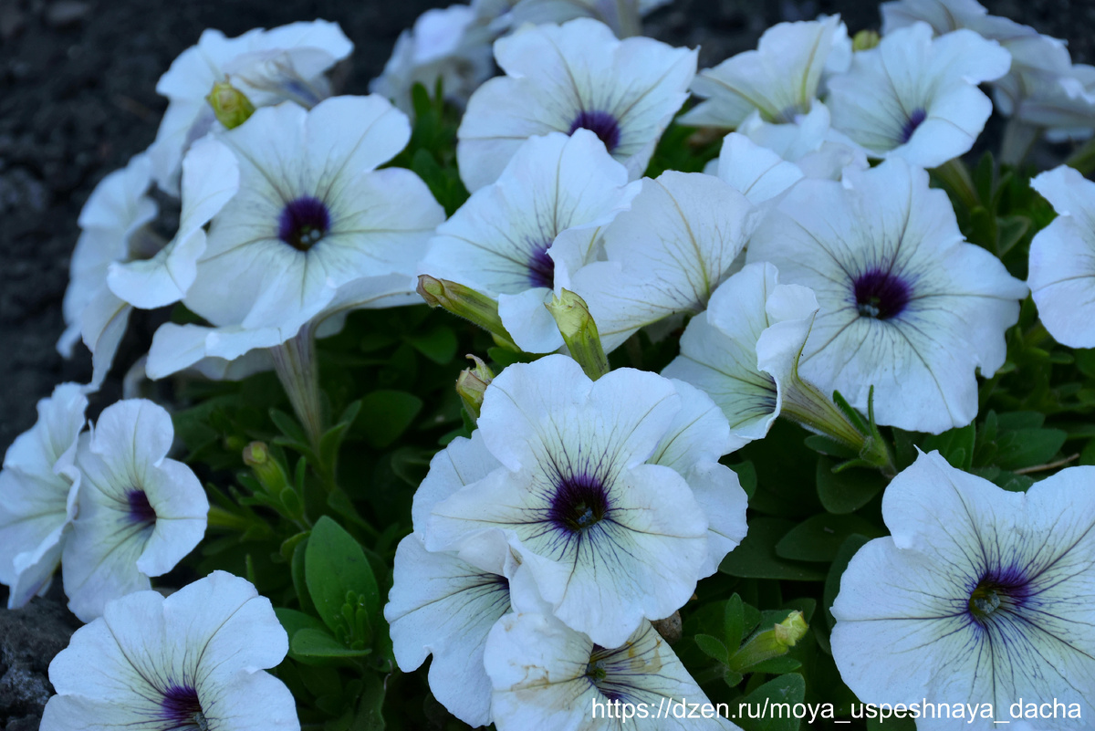 Подкормка петуний в августе: секреты яркого цветения