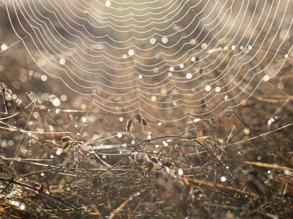 Паутина на кустах: что это значит и как спасти растения