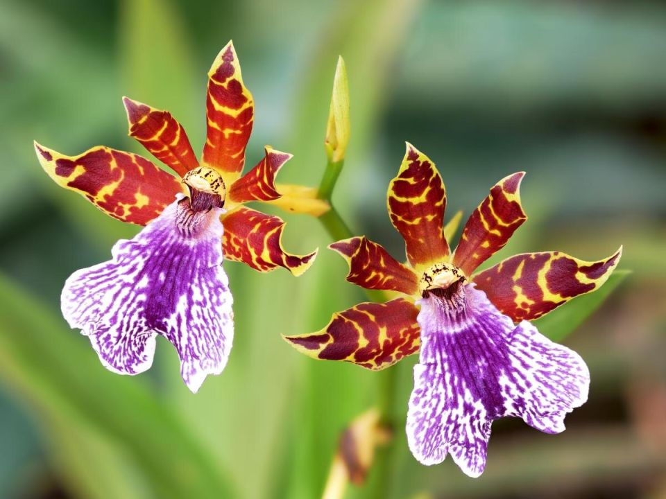 ��������� �� �����: ������� ��� ������ �������� ������� � �������