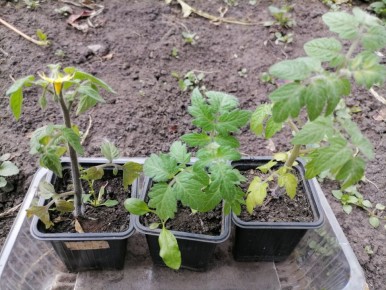 ��� ���������� ������ �����: ����� �� ��������� � ����