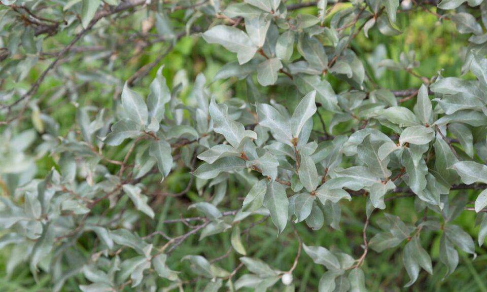 ��� �����������: ������ ���������� � ���������� ������������