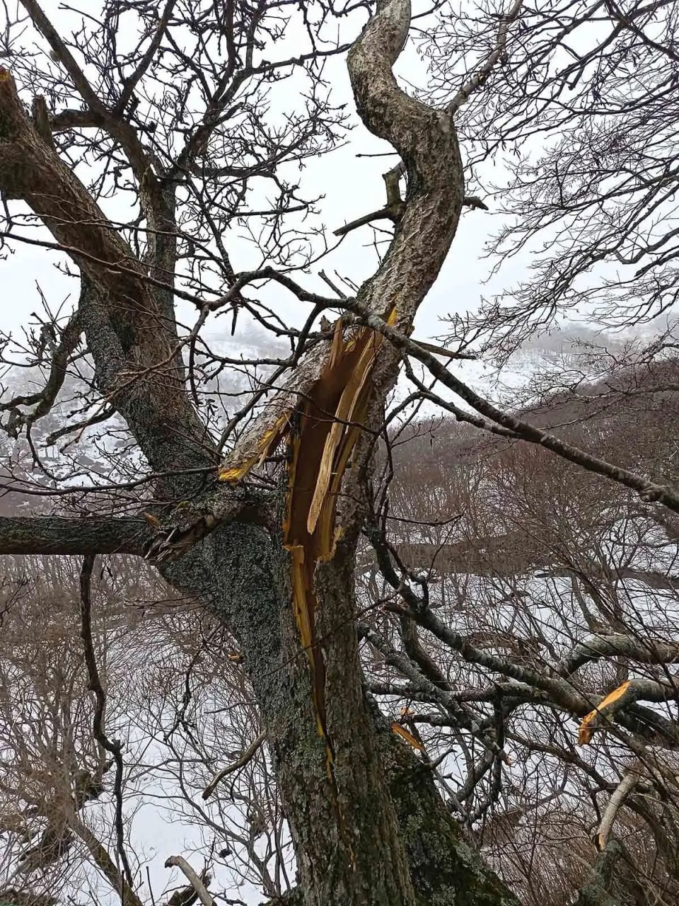Странная картина: лес "упал" на территории заказника на Курилах Странная картина: лес "упал" на территории заказника на Курилах