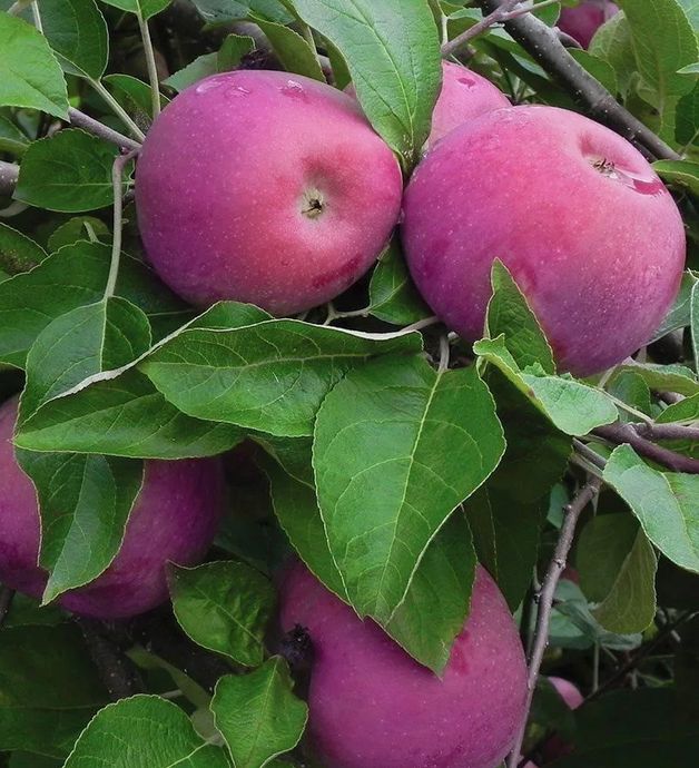 ��� ��������� ������������� ������ ������: ������ ��������