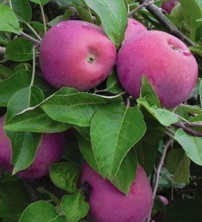 ��� ��������� ������������� ������ ������: ������ ��������