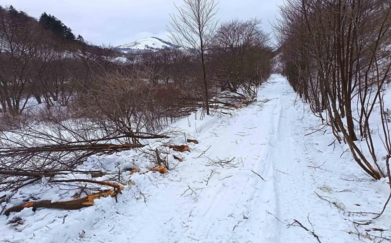 Странная картина: лес "упал" на территории заказника на Курилах