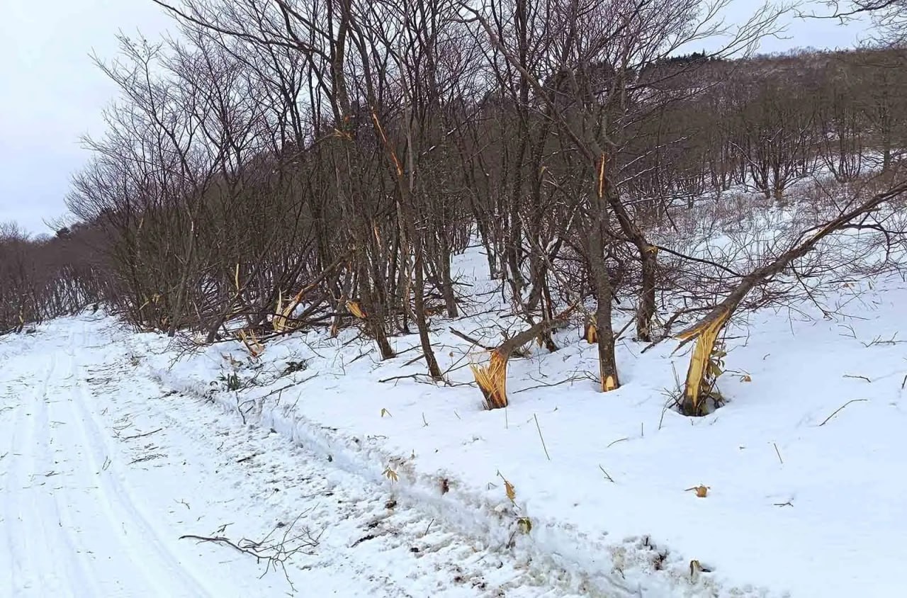 Странная картина: лес "упал" на территории заказника на Курилах Странная картина: лес "упал" на территории заказника на Курилах