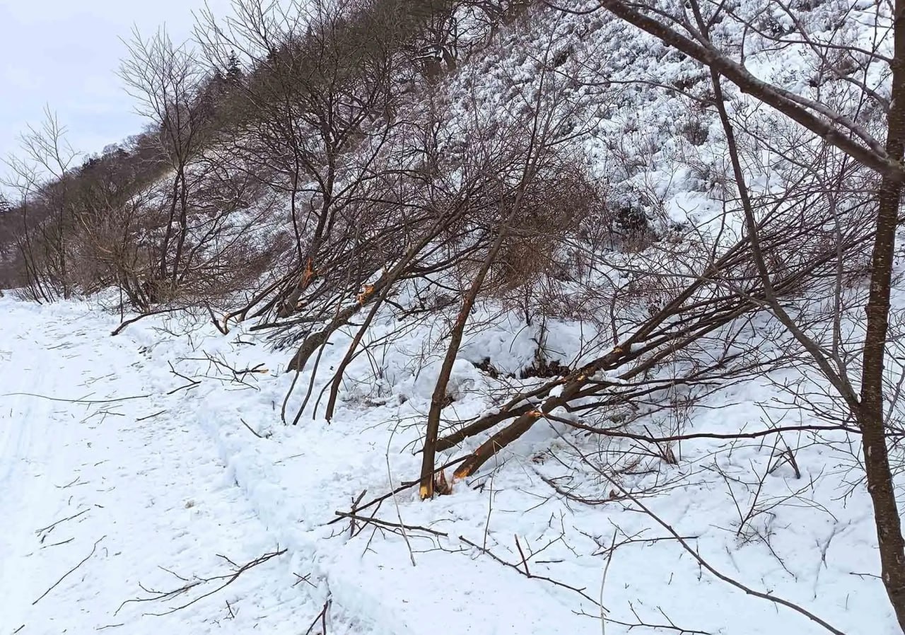 Странная картина: лес "упал" на территории заказника на Курилах Странная картина: лес "упал" на территории заказника на Курилах