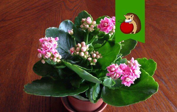 ��� �������� �������� �������� � �������� ��������