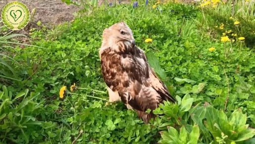 Травма, которая проявилась позже: канюк на Сахалине осталась без глаза после ЧМТ