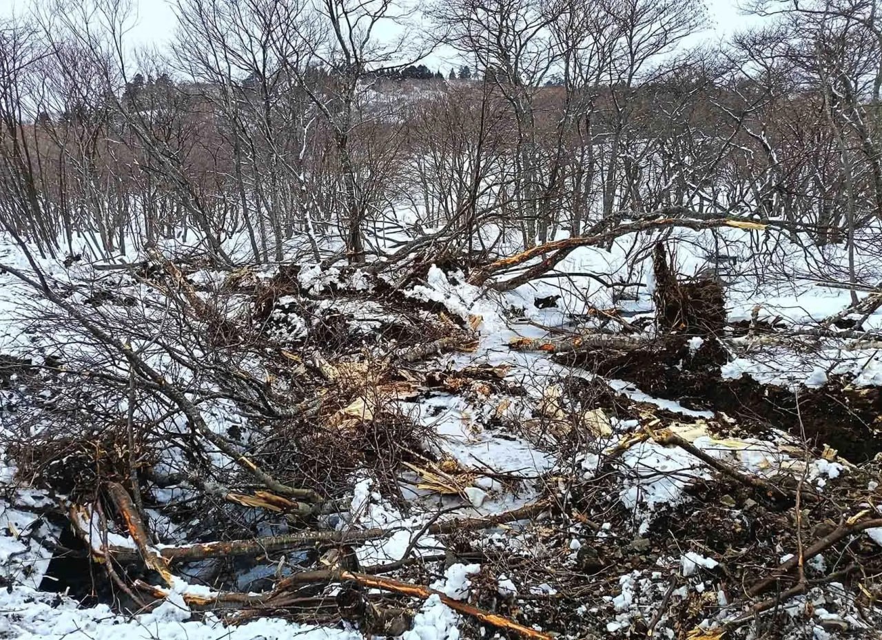 Странная картина: лес "упал" на территории заказника на Курилах Странная картина: лес "упал" на территории заказника на Курилах