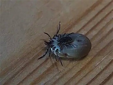 ����������� ��� ����� ������ �������� ���� �� ��������� ����������