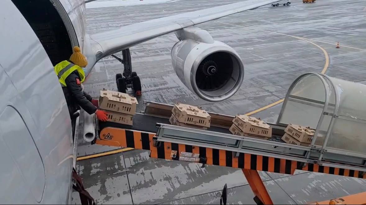 На островной птицефабрике - пополнение! На островной птицефабрике - пополнение!