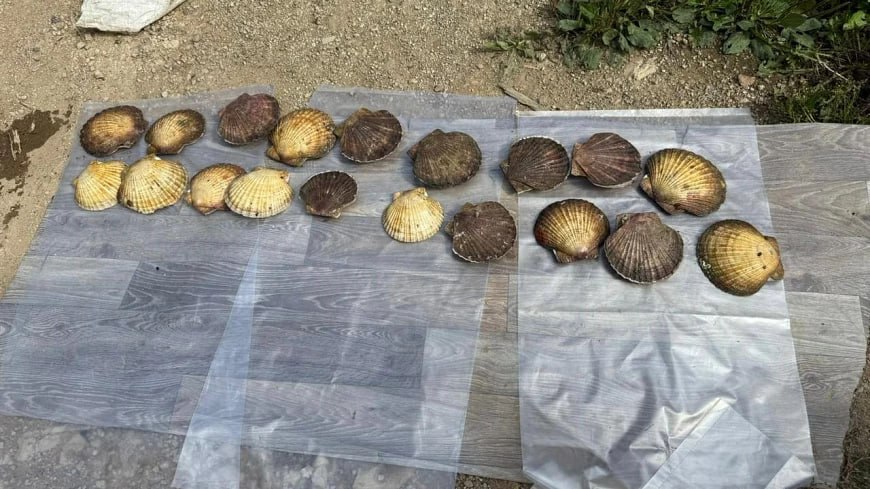 Четверым сахалинцам предъявили обвинение по делу о морских гребешках почти на полмиллиона рублей Четверым сахалинцам предъявили обвинение по делу о морских гребешках почти на полмиллиона рублей