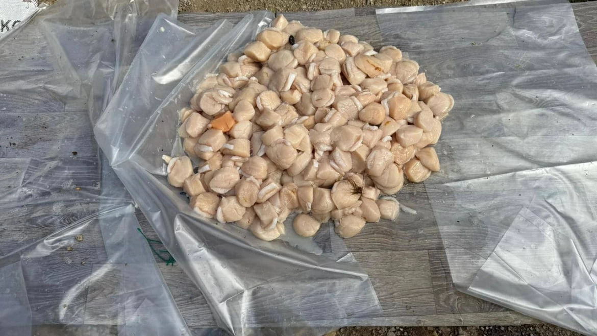 Четверым сахалинцам предъявили обвинение по делу о морских гребешках почти на полмиллиона рублей