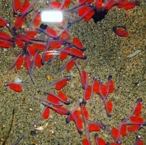 �� ����������� ���������� ������� ����������������� 123 ��� ������� ������������� �������