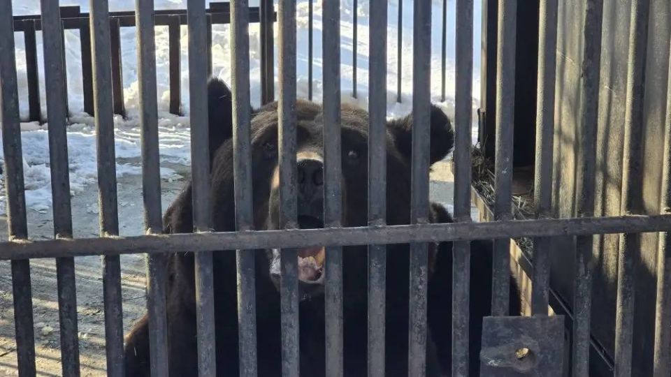 Любимцы островного зоопарка - бурые медведи Ваня и Юля, а также гималайская Ежа