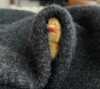 ������ ����, ������� � ������