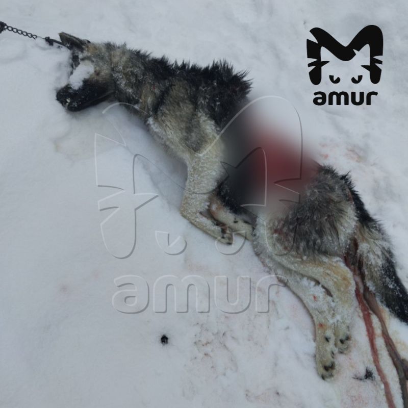 Бродячие собаки убивают домашних питомцев в городе на Сахалине