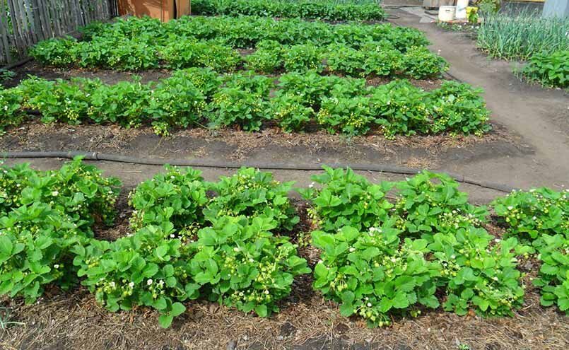 ��� ������������ ������ ������� ��� ��������� ������ ��������