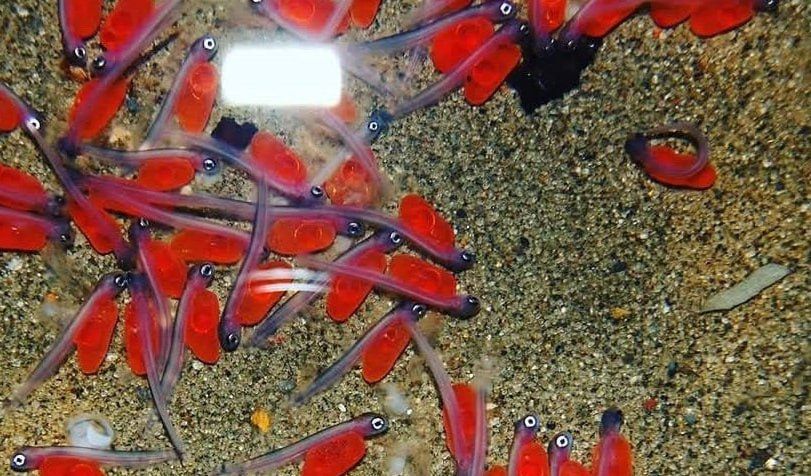 123 ��� ������� ������� ���������� �� ����������� ��������