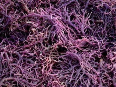 �� �������� ������������� ��������� �� ���� �� ����������