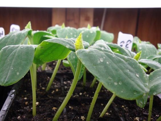 ����������� ������� �������: ������������� ������ � ��������