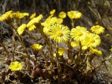 ����� ������ �� �������� ��������? ������� ������� �������