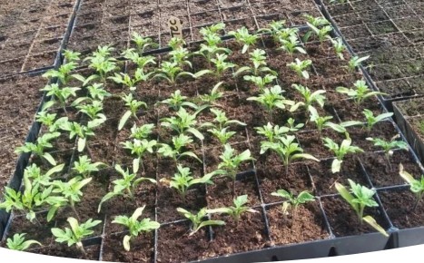 ��� ������ ������� ���������: ������ �� ����� � ��������� ��������