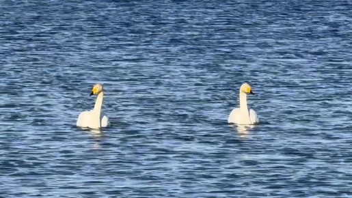 ������ ������ ��������� �� �� ��������