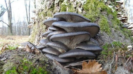 Выращивание вешенок в теплице: простой и быстрый метод