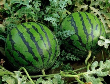 ��� ��������� ������� ����� � �������� ������� ������