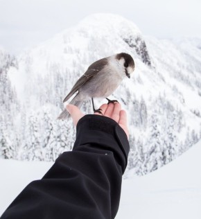 Снежно, местами ветрено: прогноз для Сахалина и Курил на 17 марта