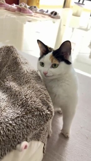 ������ ����. 16-�� ����� ���������������� �������� �������� ��������� ���