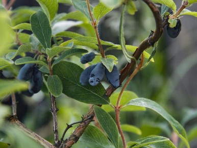 ��� ��������� ������� ��������� �������� � ������