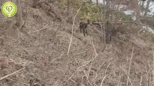 «Одни уши из-за сугробов торчали»: в Невельске спасли заблудившуюся кабаргу