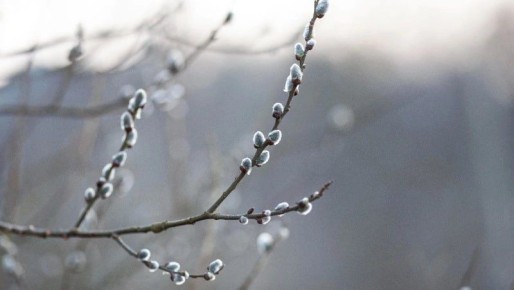 Потепление до +6 градусов спрогнозировали в Сахалинской области 23 марта