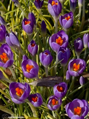 Первые крокусы заметили в Южно-Сахалинске