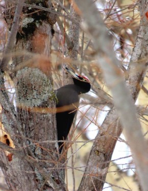 На Уюне пищали, свистели и стучали