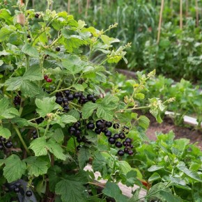 ��� ������� ������ ���������: ������� ������������