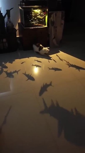 ������ ����, ������� � ������