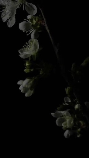 ������ ����!. ������� ��������� ���� �������� � ���� ���� �������� �������� ������ ������� (������� ������) (1868 � 1936), ���� ���������� ������������� (1925 � 1994), �������� ������� ��������� (1970) � ������ ������...